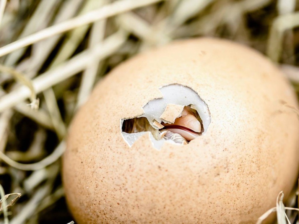 Cara Menetaskan Telur Ayam Menggunakan Mesin Tetas yang Tepat