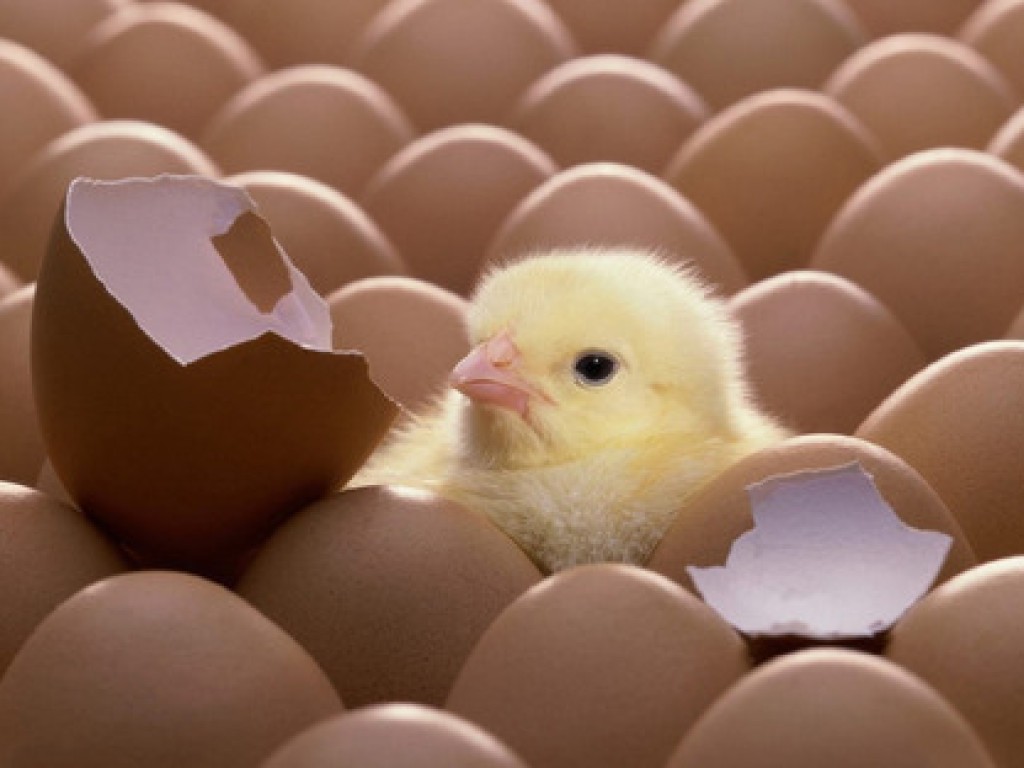 Tips Sukses Menetaskan Telur Ayam Dengan Mesin Tetas