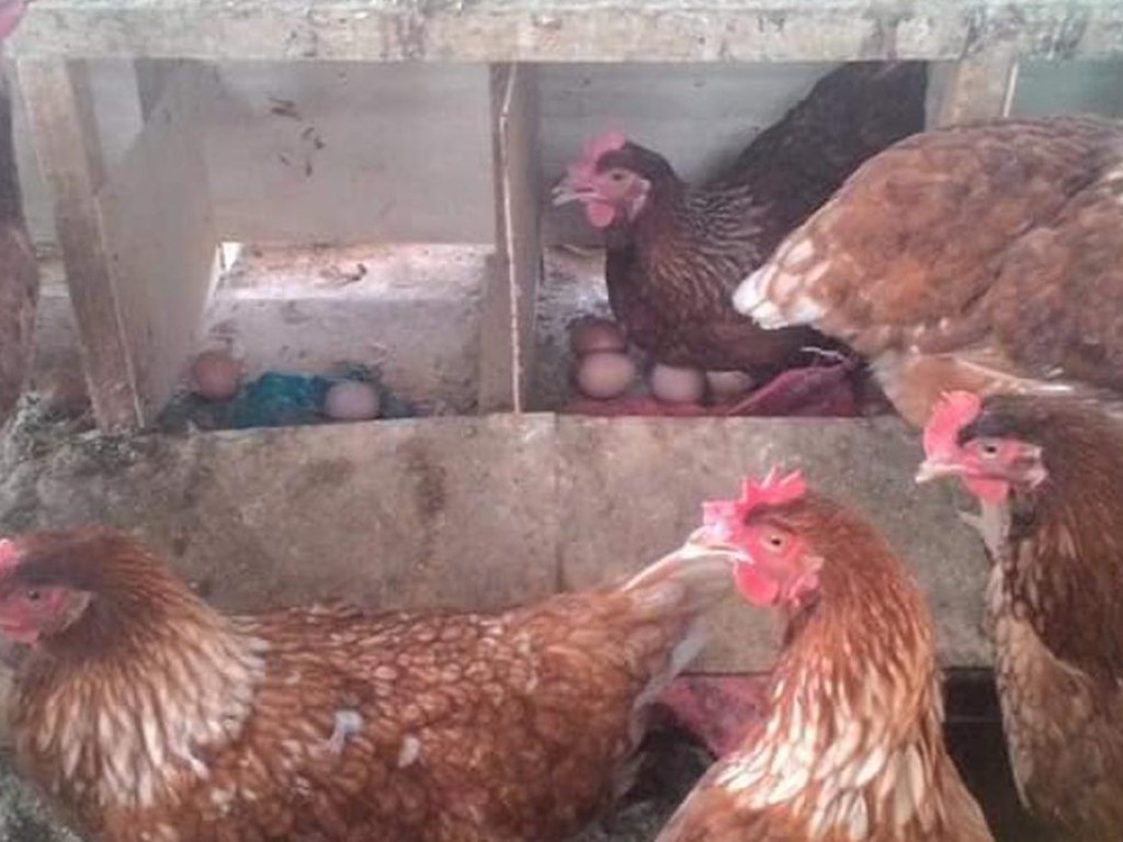 Cara Menetaskan Telur Ayam Petelur, Dijamin Sukses